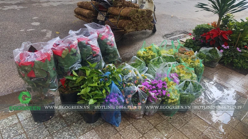 5 cây cảnh "bùa may mắn" nên trồng trong dịp Tết Nguyên Đán 2026